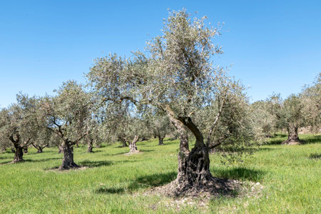 Orchard of olive trees against the blue sky and colorful flowers between them. Israelの写真素材