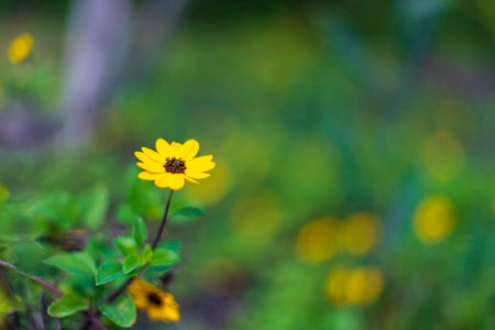 Yellow flowers of flowering plants close p on a blurred backgroundの写真素材