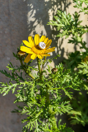 Yellow flowers of flowering plants close p on a blurred backgroundの写真素材