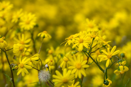 Yellow flowers of flowering plants close p on a blurred backgroundの写真素材