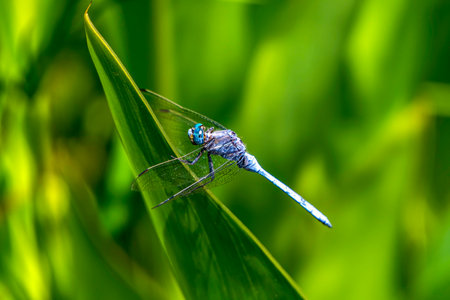 Resting blue dragonfly close up on a blurred backgroundの写真素材