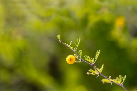 Yellow flowers of a flowering Acacia Espinosa tree close up on a blurred background