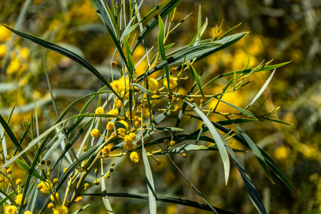 Yellow ball flowers of a flowering tree Acacia saligna close up on a blurred background