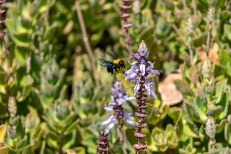 Bumblebee pollinator flowers of Coleus canina Scaredy Cat while collecting pollen closeup