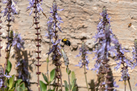 Bumblebee pollinator flowers of Coleus canina Scaredy Cat while collecting pollen closeupの写真素材