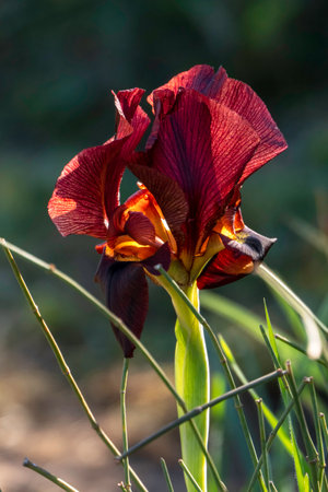 Wild Argaman costal iris flowers close up among green grass. Israelの写真素材