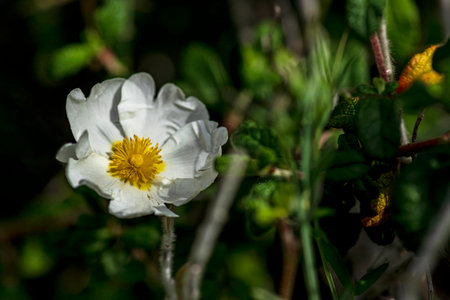 White wild Salvia Cistus flowers close up on green blurred backgroundの写真素材