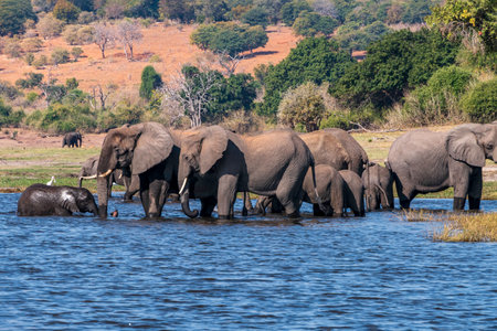 Herd of African elephants drinking at a waterhole in Chobe national park. Botswana, Africa.の写真素材