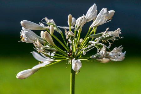 Blue african lily flowers close up on a blurred background. Lily of Nileの写真素材