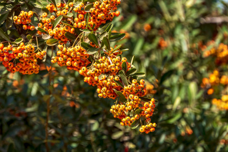 Ripe orange berries of Pyracantha Firethorns on the blurred backgroundの写真素材