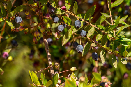 Blue Myrtus communis berries close up on the blurred backgroundの写真素材