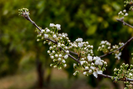 Delicate pink buds of a flowering pear tree close-up.