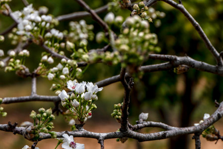 Delicate pink buds of a flowering pear tree close-up.の写真素材