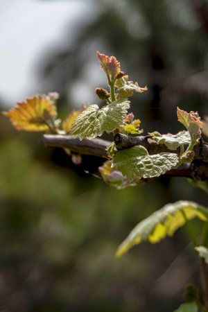 Young shoots of grapes close up on a blurred background. Springtime.の写真素材