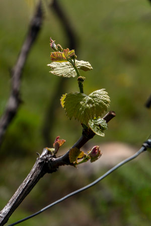 Young shoots of grapes close up on a blurred background. Springtime.の写真素材