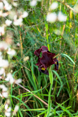 Flowers of wild black burgundy iris with blurred white flowers of retama plants in the foreground. Israelの写真素材