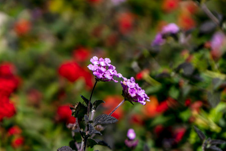 Colorful flowers Lantana plant close up on blurry background. Selective focusの写真素材
