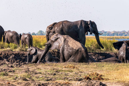 Herd of wild elephants plays in mud next to Chobe River Water. Botswana
