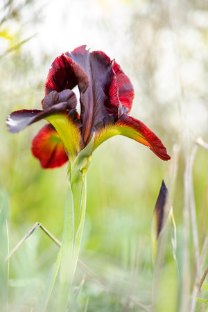 Flowers of blooming iris argaman close up on a light background. Israelの写真素材