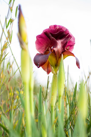 Flowers of blooming iris argaman close up on a light background. Israelの写真素材