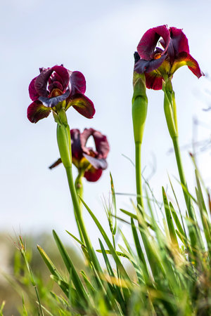 Flowers of blooming iris argaman close up on a light background. Israelの写真素材