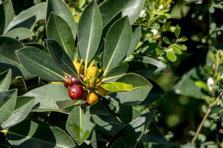 Ripening fruits of Ficus Obliqua plant close p among green foliage