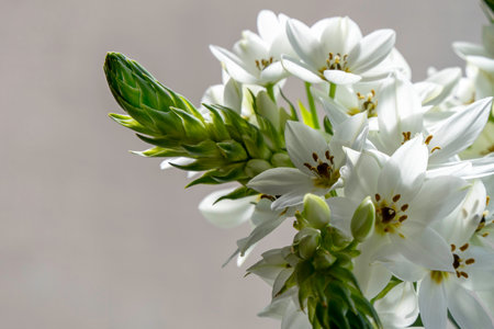 Delicate white Ornithogalum flowers close up on a blurred backgroundの写真素材