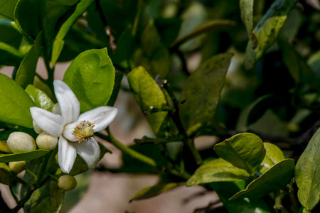 Cultivated blooming citrus trees with big white flowers close up in an orchard. Israelの写真素材