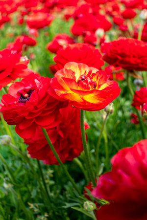 Blooming red garden flowers Buttercups on a blurred background. Ranunculus flowers. Red blooming flowers.の写真素材