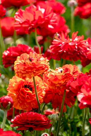 Blooming red garden flowers Buttercups on a blurred background. Ranunculus flowers. Red blooming flowers.の写真素材