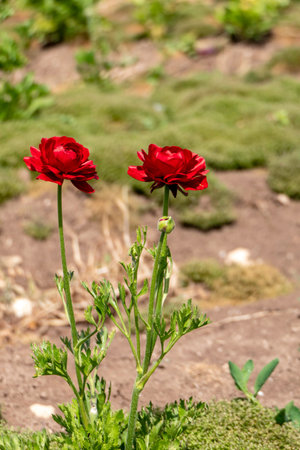 Blooming red garden flowers Buttercups on a blurred background. Ranunculus flowers. Red blooming...