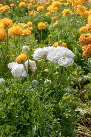 White flowers of cultivated garden buttercups on a blurred background. Ranunculus flowers. White blooming flowers.の写真素材