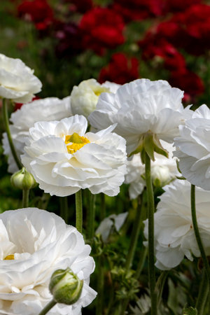 White flowers of cultivated garden buttercups on a blurred background. Ranunculus flowers. White...