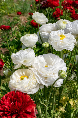 White flowers of cultivated garden buttercups on a blurred background. Ranunculus flowers. White blooming flowers.の写真素材