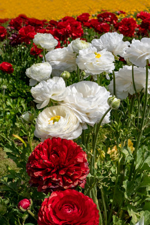 White flowers of cultivated garden buttercups on a blurred background. Ranunculus flowers. White blooming flowers.の写真素材