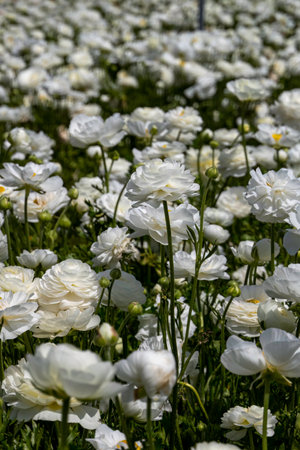 White flowers of cultivated garden buttercups on a blurred background. Ranunculus flowers. White blooming flowers.の写真素材