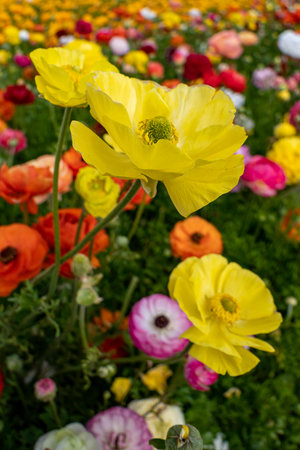 Yellow flowers of garden cultivated buttercups close up on a floral blurred background