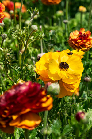 Yellow flowers of garden cultivated buttercups close up on a floral blurred backgroundの写真素材
