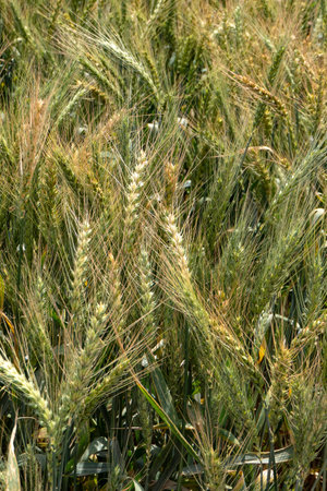 Ripening ears of rye on an agricultural field. Selective focus. Israel