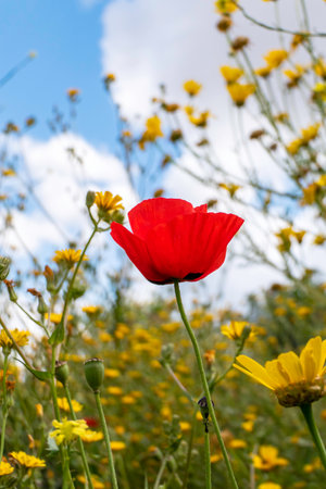 Red poppies on a field with different flowers against a blue sky. Israelの写真素材