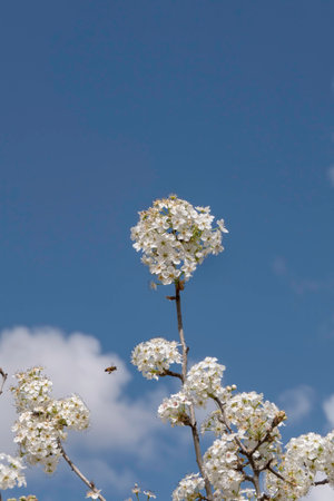 Inflorescences of white flowers of a pear tree close up against the sky. selective focusの写真素材