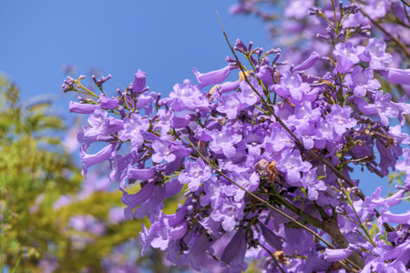Violet flowers and seeds of the Jacaranda tree among the foliage against the blue sky