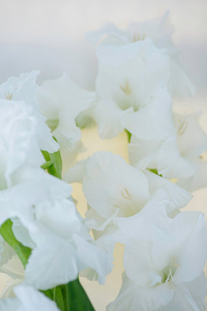 White gladiolus flowers close-up on a blurred background. Soft selective focus