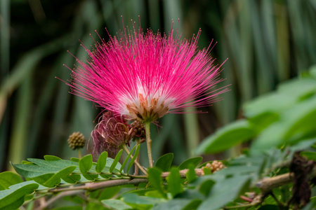 Pink delicate flowers of the blooming Persian silk tree close-up among green leaves on a blurred backgroundの写真素材