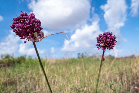 Flowers of Allium ampeloprasum or Broadleaf Wild Leek or Elephant Garlic close up on a blurred backgroundの写真素材