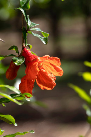 Red flowers and buds of a flowering pomegranate tree close up among green foliage on a blurred backgroundの写真素材
