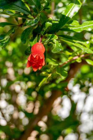 Red flowers and buds of a flowering pomegranate tree close up among green foliage on a blurred backgroundの写真素材