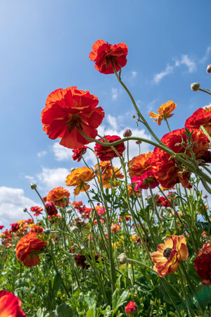 Multicolored flowers of cultivated garden buttercups close up against a sky with clouds