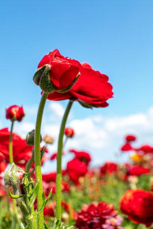 Red Ranunculus flowers. Red blooming buttercup flowers against blue sky with clouds. Israelの写真素材