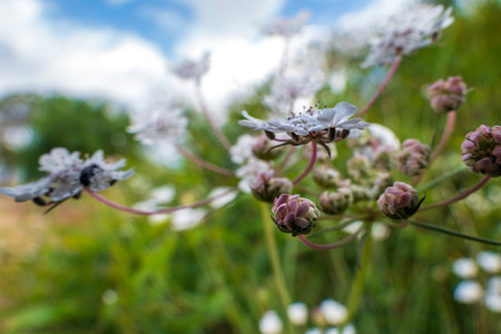 White flowers of Torilis japonica - Japanese Hedge Parsley close up. Selective focusの写真素材